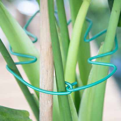 Yohsnor Monstera Plant Stem Support System - 5 Piece Set (5.5x4.7in) | Durable Plant Support Stakes for Climbing Plants & Fishbone Cactus | Ideal Leaf Stabilizer for Indoor Plants & Monstera Care