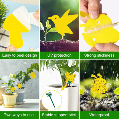 36 Pack Fruit Fly Traps for Indoors, Gnat Traps for House Indoor, Sticky Traps Fungus Gnats Killer for Mosquito and Flying Insects, Bug Pest Insect Catcher Killer for Houseplant