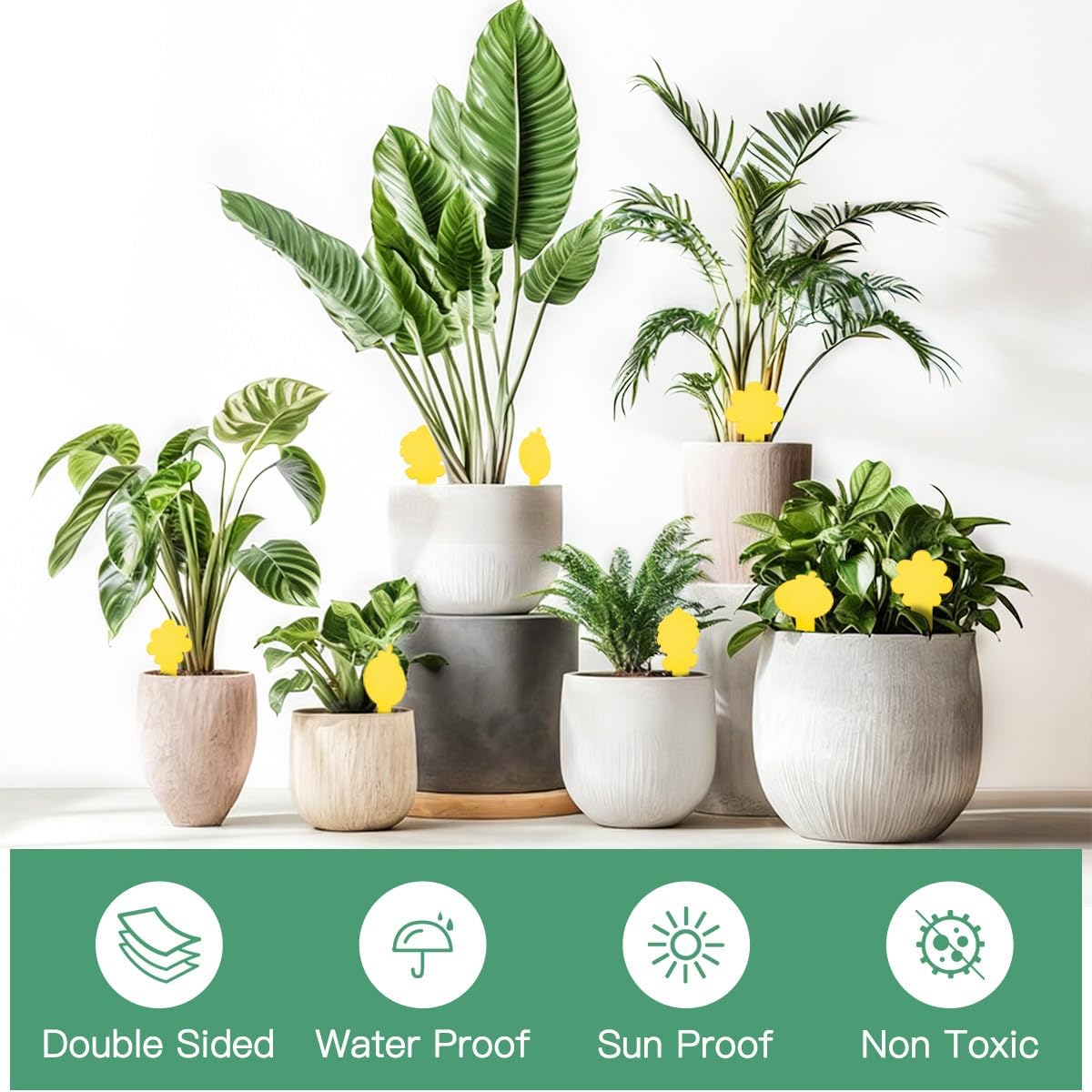 Sticky Yellow Fungus Gnat Traps, Easier to Use, No Touching Glue Or Bugs, Targets Species for Gnat, Fruit Fly & Pests, Thoughtfully Designed, High Capture Rate, Kid & Pet Safe, 36 Traps