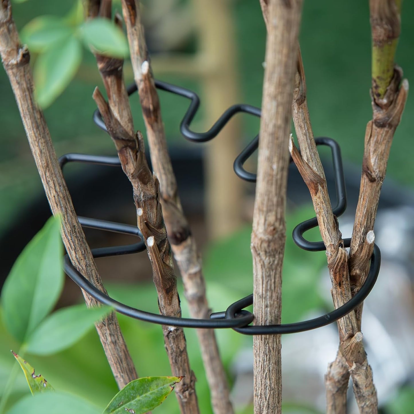 Yohsnor Monstera Plant Stem Support System - 5 Piece Set (5.5x4.7in) | Durable Plant Support Stakes for Climbing Plants & Fishbone Cactus | Ideal Leaf Stabilizer for Indoor Plants & Monstera Care