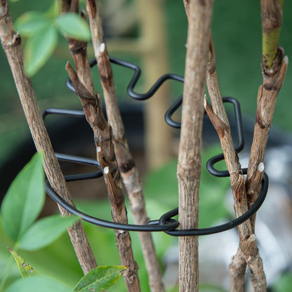 Yohsnor Monstera Plant Stem Support System - 5 Piece Set (5.5x4.7in) | Durable Plant Support Stakes for Climbing Plants & Fishbone Cactus | Ideal Leaf Stabilizer for Indoor Plants & Monstera Care