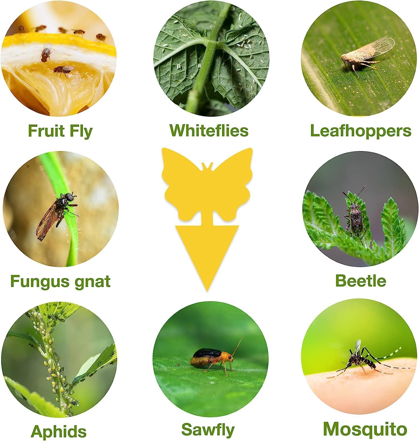 Yellow Sticky Fruit Fly Trap 54 Pack, Gnat Traps for Indoor House Plants | Catches Fungus Gnats, Fruit Fly, Whitefly, Aphid, Leaf Miner, No Harm & Odorless, Safe For Indoor Garden & Outdoor Plant Use