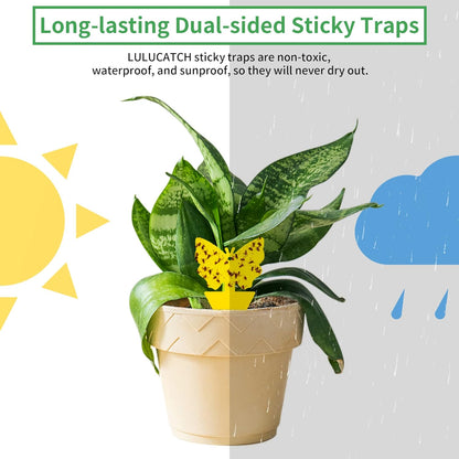 LULUCATCH Fruit Fly Sticky Traps 12 Pcs, Yellow Sticky Trap, Non-Toxic Gnat Traps Insect Catcher, Super Sticky Fly Traps for Indoor Outdoor Kitchen White Flies Mosquitos Fungus Gnats Flying Insects