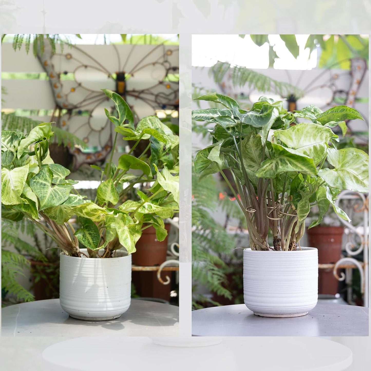 5PCS Monstera Plant Stem Support Stakes - 5.5 * 5.5IN Metal Supports for Monstera and Fishbone Cactus, Sturdy Frame, Easy Installation, Flexible Protection for Healthy Growth Indoors