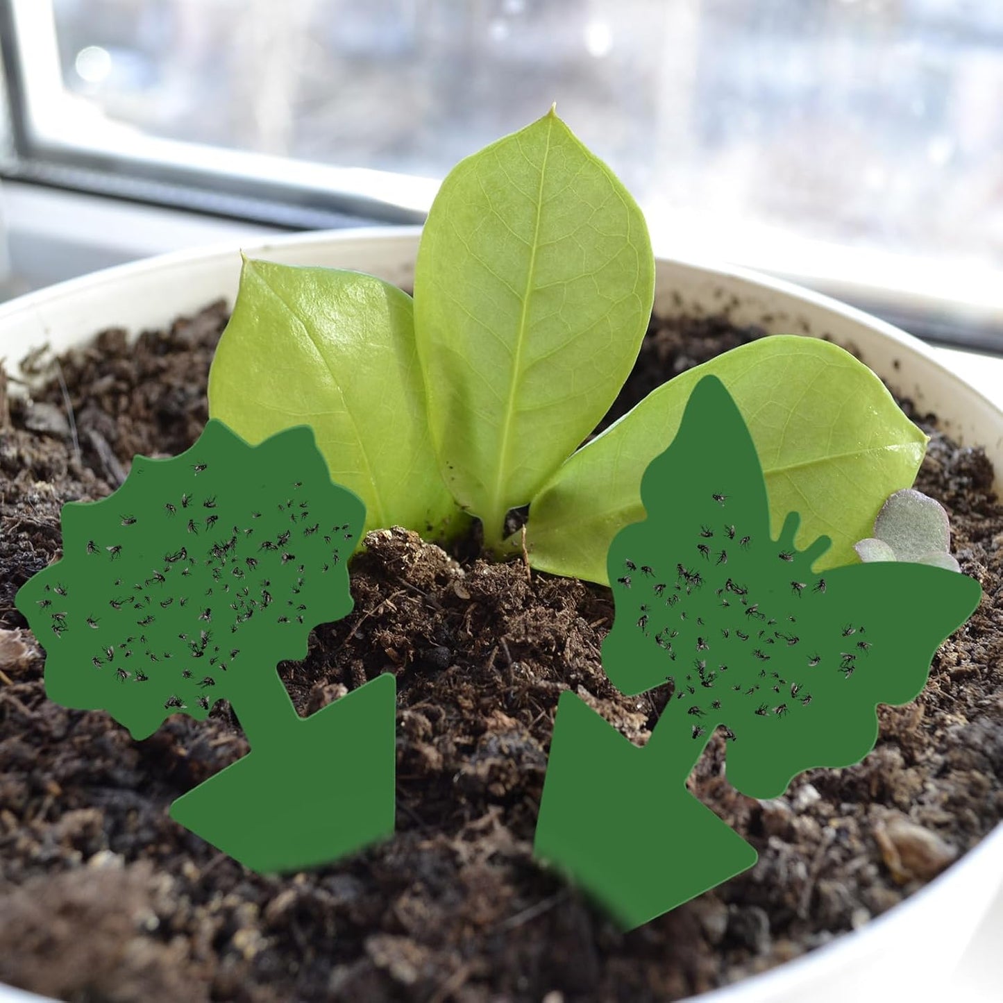 200 Sheets Fruit Fly Sticky Traps for Fruit Fly Gnat Trap for House Indoors Sticky Traps Catcher for Gnats Fungus Gnats Mosquito Catcher for Kitchen Outdoor Plants(Yellow)