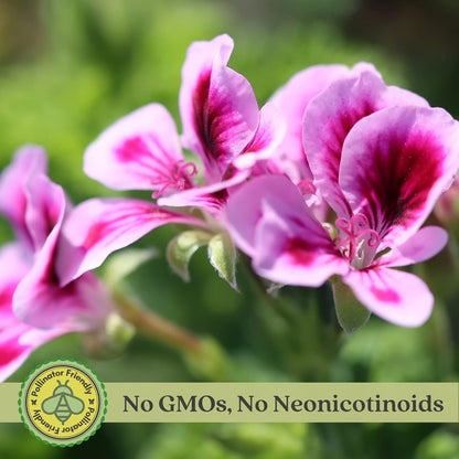 Clovers Garden Mosquito Trio Nine (9) Mosquito Repellent Live Plants | Non-GMO, Each 4" to 8" Tall in 4" Pots, INCLUDES Citronella Geranium, Lemongrass, Lantana (3 of Each Plant Type)