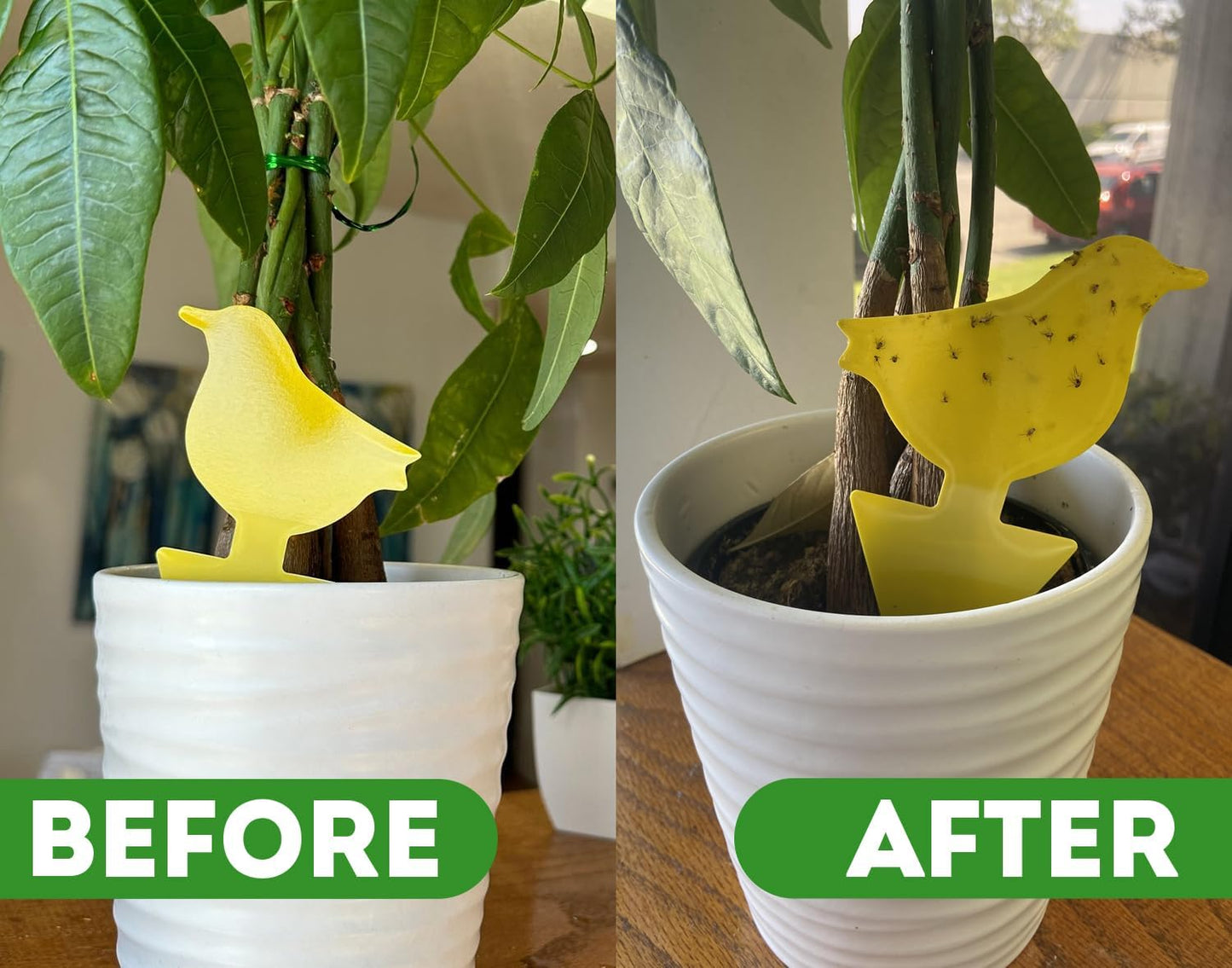 Kate's Home & Garden 36 Count Fruit Fly Traps for Indoors and House. Yellow Sticky Trap for Gnats, Mosquitos, Plants, Ants