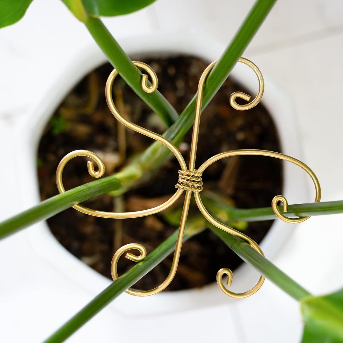 Yohsnor Monstera Plant Stem Support System - 5 Piece Set (5.5x4.7in) | Durable Plant Support Stakes for Climbing Plants & Fishbone Cactus | Ideal Leaf Stabilizer for Indoor Plants & Monstera Care