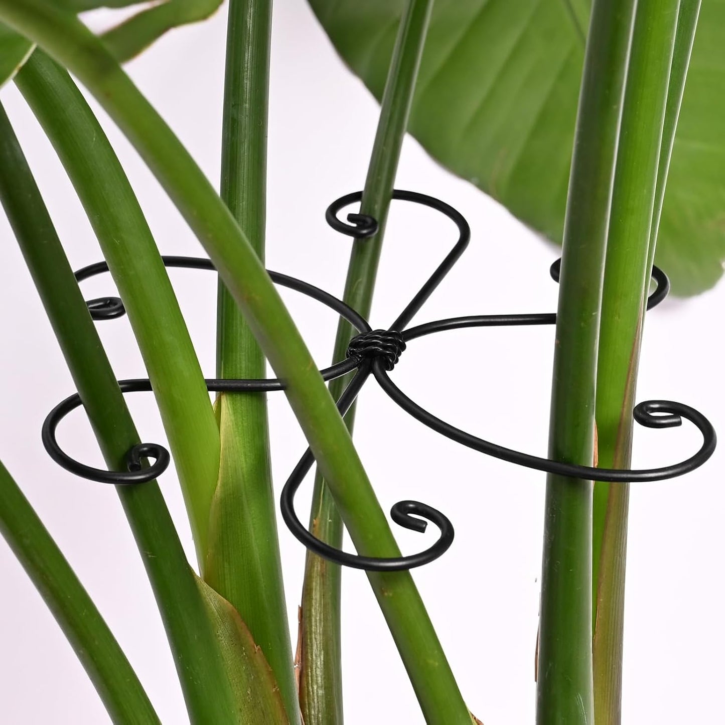 Yohsnor Monstera Plant Stem Support System - 5 Piece Set (5.5x4.7in) | Durable Plant Support Stakes for Climbing Plants & Fishbone Cactus | Ideal Leaf Stabilizer for Indoor Plants & Monstera Care