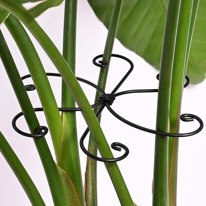 Yohsnor Monstera Plant Stem Support System - 5 Piece Set (5.5x4.7in) | Durable Plant Support Stakes for Climbing Plants & Fishbone Cactus | Ideal Leaf Stabilizer for Indoor Plants & Monstera Care
