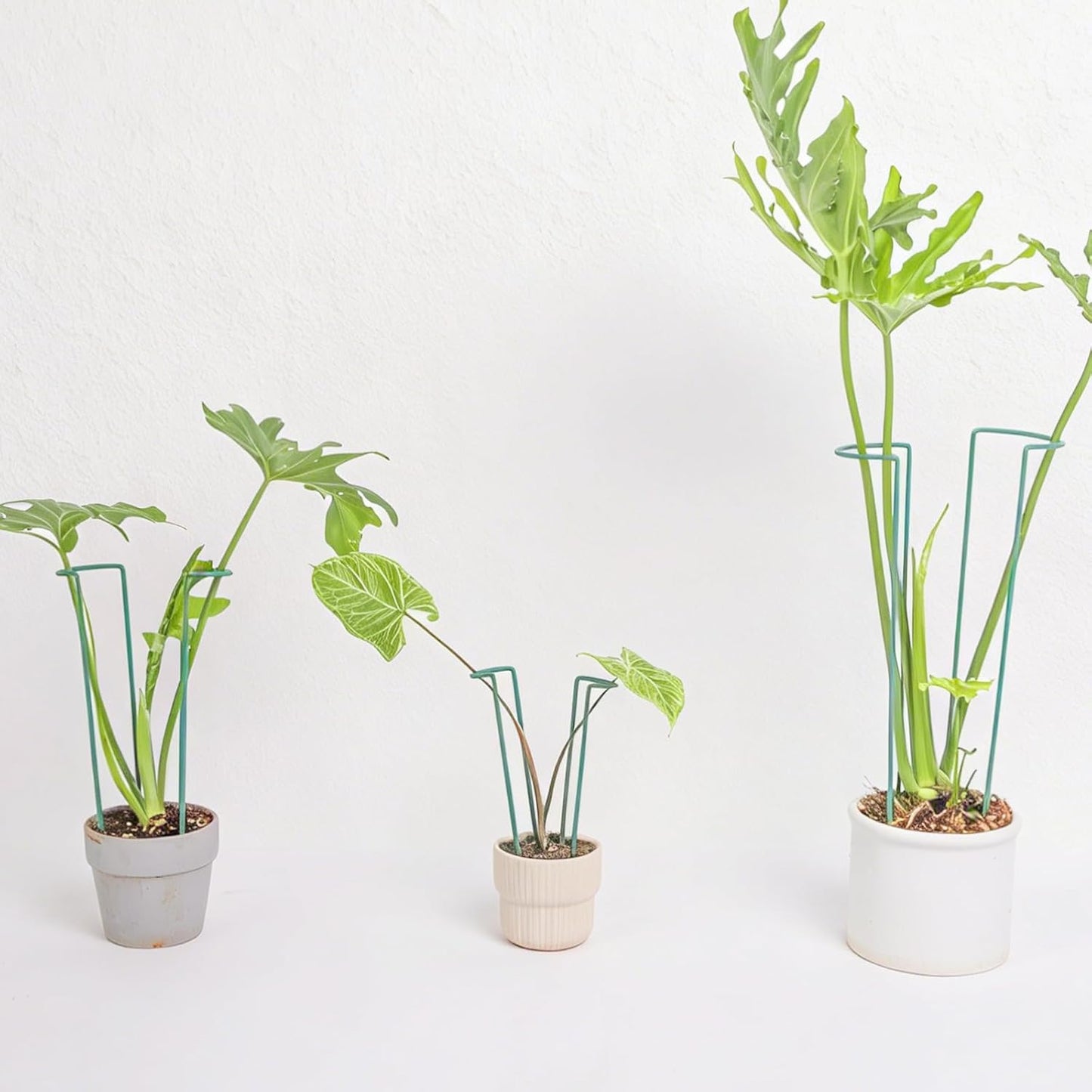 10 Pack Indoor Plant Support for Monstera Trellis Stakes and Stem Holder - Perfect for Small Indoor Plants, Desktop Gardens & Flower Shelf Use, Easy to Set Up and Efficient Support