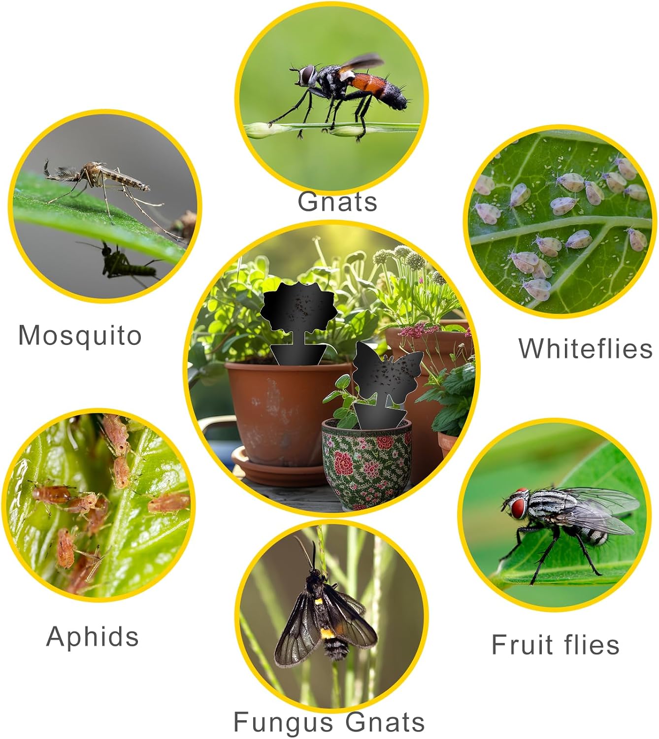 Fruit Fly Traps, 100 Pack Yellow Sticky Traps, Fungus Gnat Traps, Plant Fly Stickers for Indoor and Outdoor Use Protect The Plant