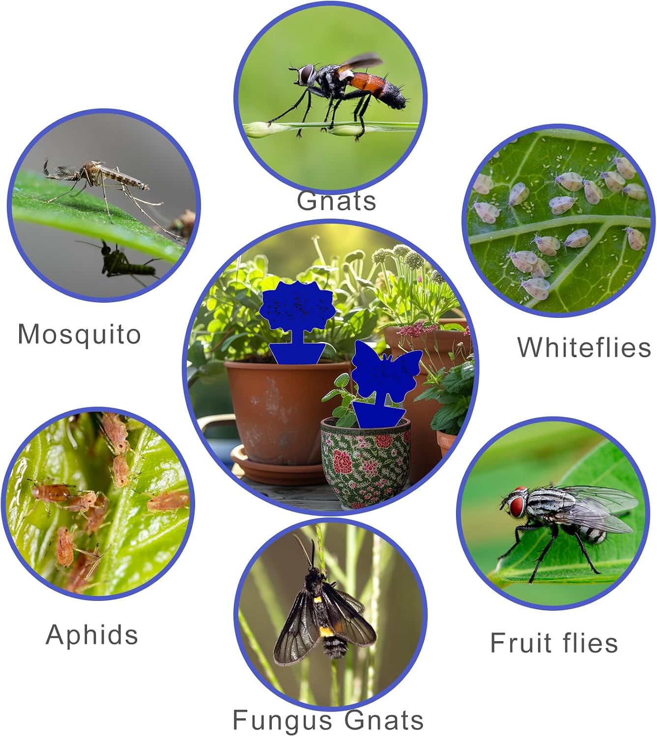 Fruit Fly Traps, 100 Pack Yellow Sticky Traps, Fungus Gnat Traps, Plant Fly Stickers for Indoor and Outdoor Use Protect The Plant