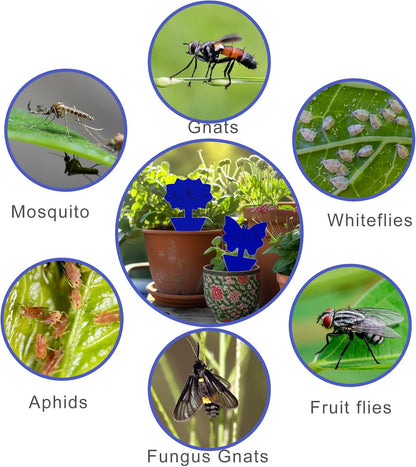 Fruit Fly Traps, 100 Pack Yellow Sticky Traps, Fungus Gnat Traps, Plant Fly Stickers for Indoor and Outdoor Use Protect The Plant