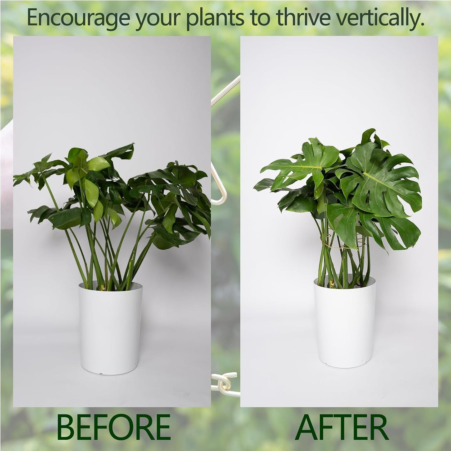 Yohsnor Monstera Plant Stem Support System - 5 Piece Set (5.5x4.7in) | Durable Plant Support Stakes for Climbing Plants & Fishbone Cactus | Ideal Leaf Stabilizer for Indoor Plants & Monstera Care