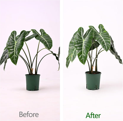 Yohsnor Monstera Plant Stem Support System - 5 Piece Set (5.5x4.7in) | Durable Plant Support Stakes for Climbing Plants & Fishbone Cactus | Ideal Leaf Stabilizer for Indoor Plants & Monstera Care