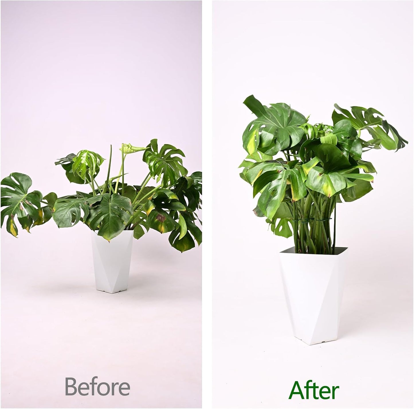 Yohsnor Monstera Plant Stem Support System - 5 Piece Set (5.5x4.7in) | Durable Plant Support Stakes for Climbing Plants & Fishbone Cactus | Ideal Leaf Stabilizer for Indoor Plants & Monstera Care