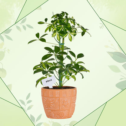 5 Pack Stackable Monstera Support Twig Plant Stakes, Plant Support Stakes for Indoor Outdoor Plants Holder Sticks for Climbing Plants Monstera Pothos Philodendron