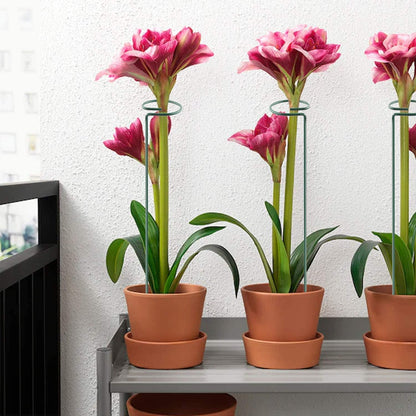 HiGift 17 inch Plant Support Stakes, 4mm Thick Garden Single Stem Flower Support Stake Amaryllis Plant Cage Support Rings with 10 pcs Plant Clips for Tomato Orchid Lily Peony Rose Flower Stem-5 Pack
