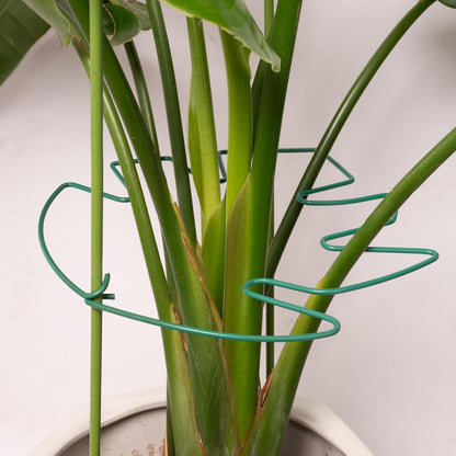Yohsnor Monstera Plant Stem Support System - 5 Piece Set (5.5x4.7in) | Durable Plant Support Stakes for Climbing Plants & Fishbone Cactus | Ideal Leaf Stabilizer for Indoor Plants & Monstera Care