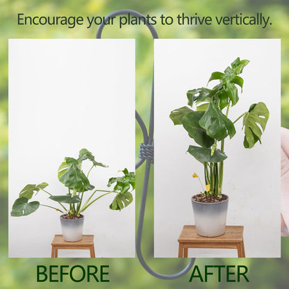 Yohsnor Monstera Plant Stem Support System - 5 Piece Set (5.5x4.7in) | Durable Plant Support Stakes for Climbing Plants & Fishbone Cactus | Ideal Leaf Stabilizer for Indoor Plants & Monstera Care