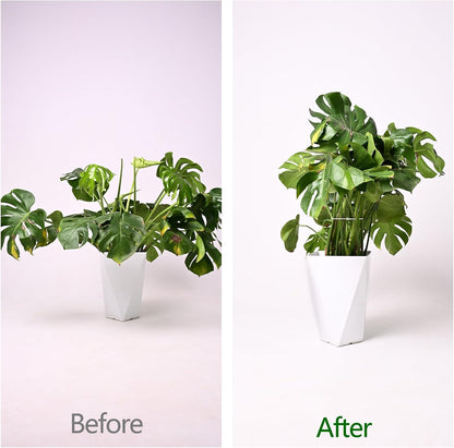Yohsnor Monstera Plant Stem Support System - 5 Piece Set (5.5x4.7in) | Durable Plant Support Stakes for Climbing Plants & Fishbone Cactus | Ideal Leaf Stabilizer for Indoor Plants & Monstera Care