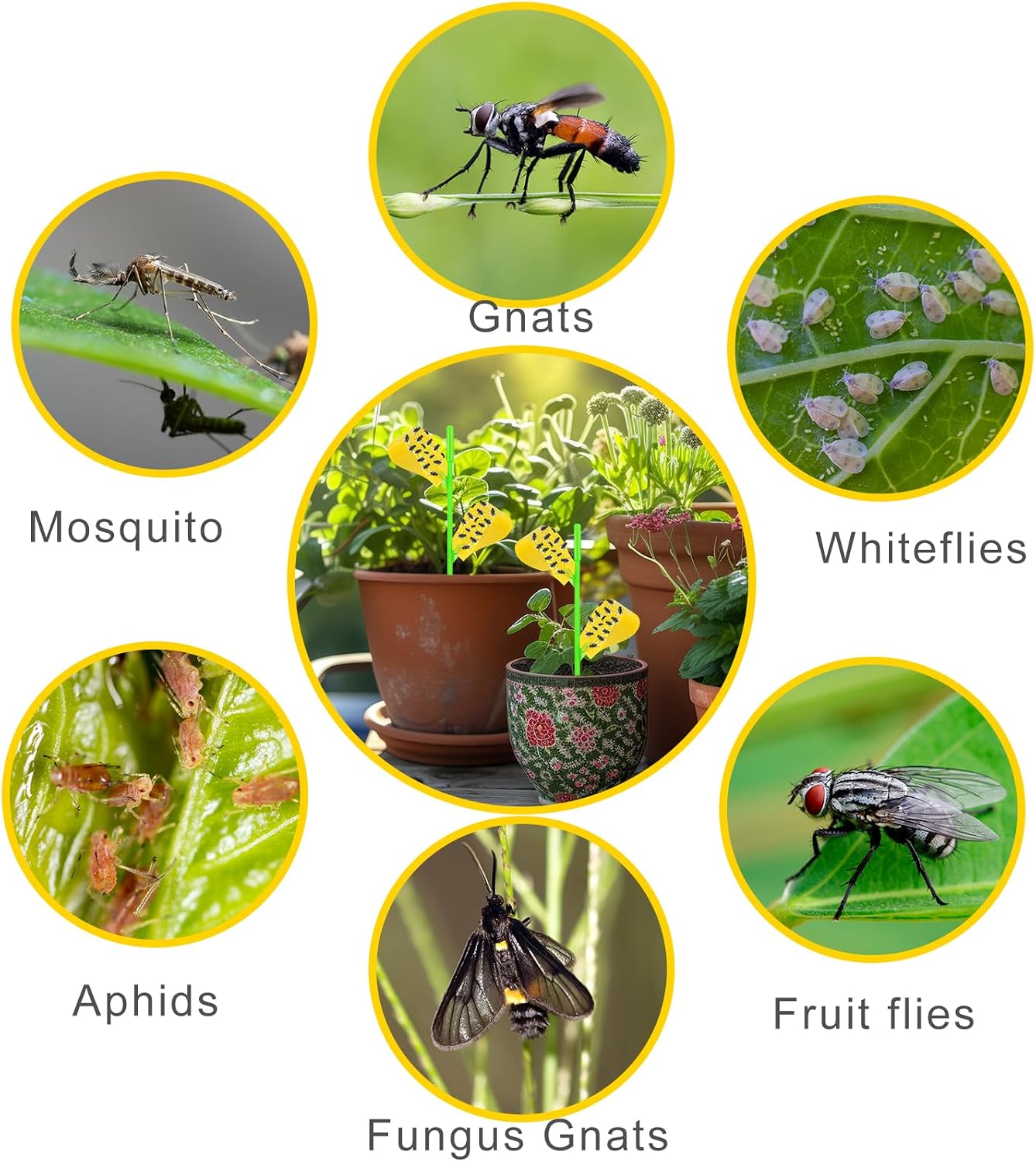 Fruit Fly Traps, 100 Pack Yellow Sticky Traps, Fungus Gnat Traps, Plant Fly Stickers for Indoor and Outdoor Use Protect The Plant