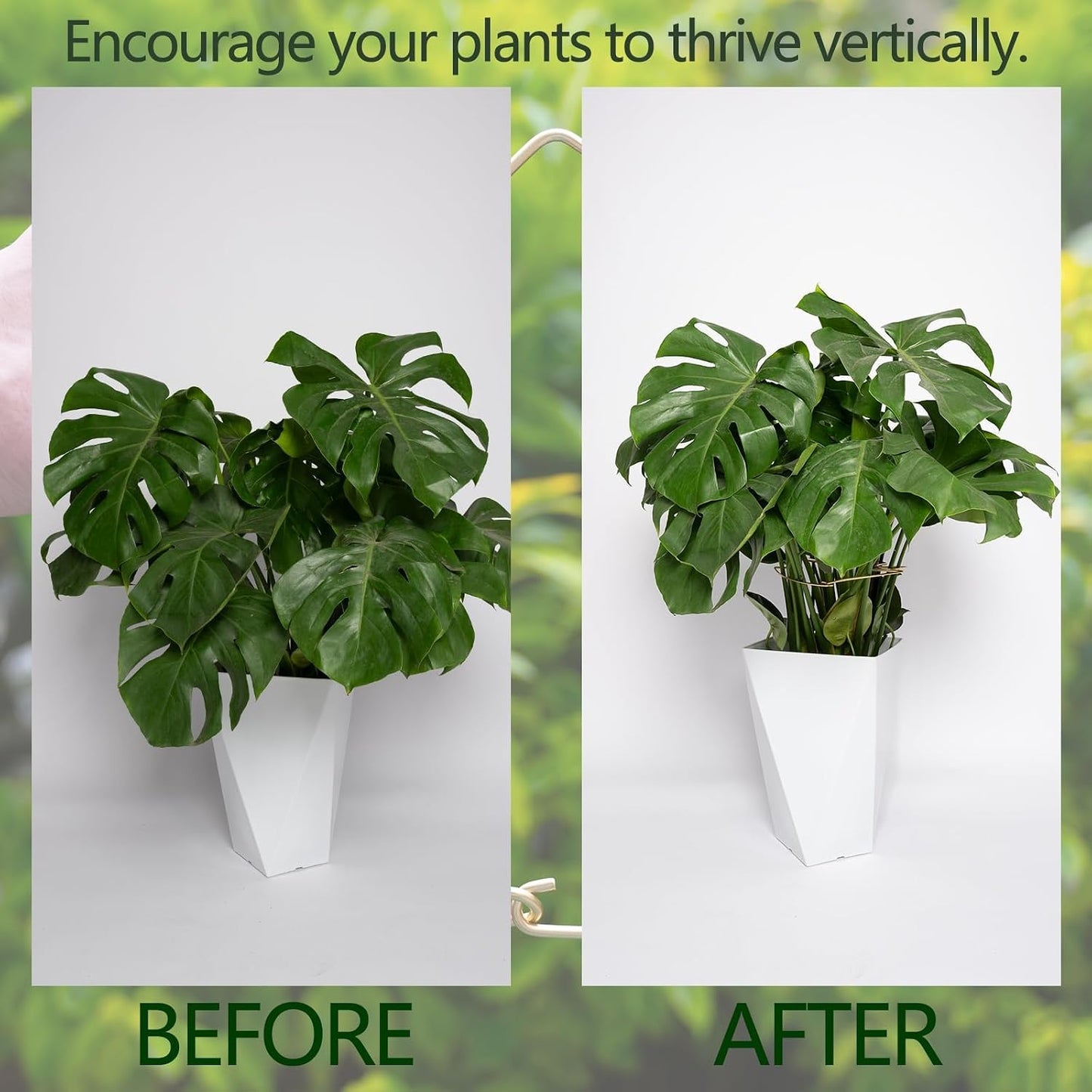 Yohsnor Monstera Plant Stem Support System - 5 Piece Set (5.5x4.7in) | Durable Plant Support Stakes for Climbing Plants & Fishbone Cactus | Ideal Leaf Stabilizer for Indoor Plants & Monstera Care