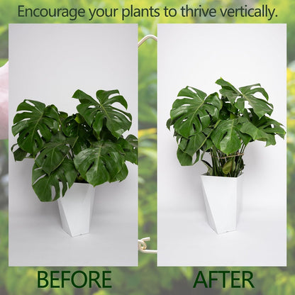 Yohsnor Monstera Plant Stem Support System - 5 Piece Set (5.5x4.7in) | Durable Plant Support Stakes for Climbing Plants & Fishbone Cactus | Ideal Leaf Stabilizer for Indoor Plants & Monstera Care