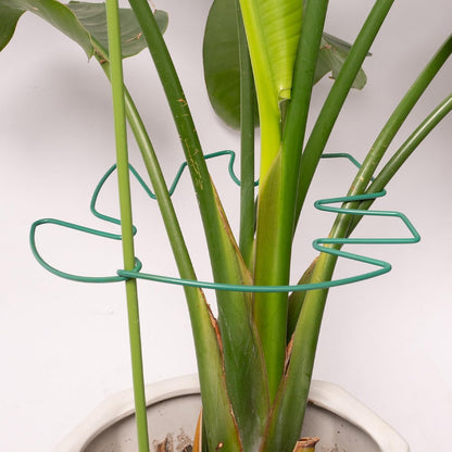 Yohsnor Monstera Plant Stem Support System - 5 Piece Set (5.5x4.7in) | Durable Plant Support Stakes for Climbing Plants & Fishbone Cactus | Ideal Leaf Stabilizer for Indoor Plants & Monstera Care