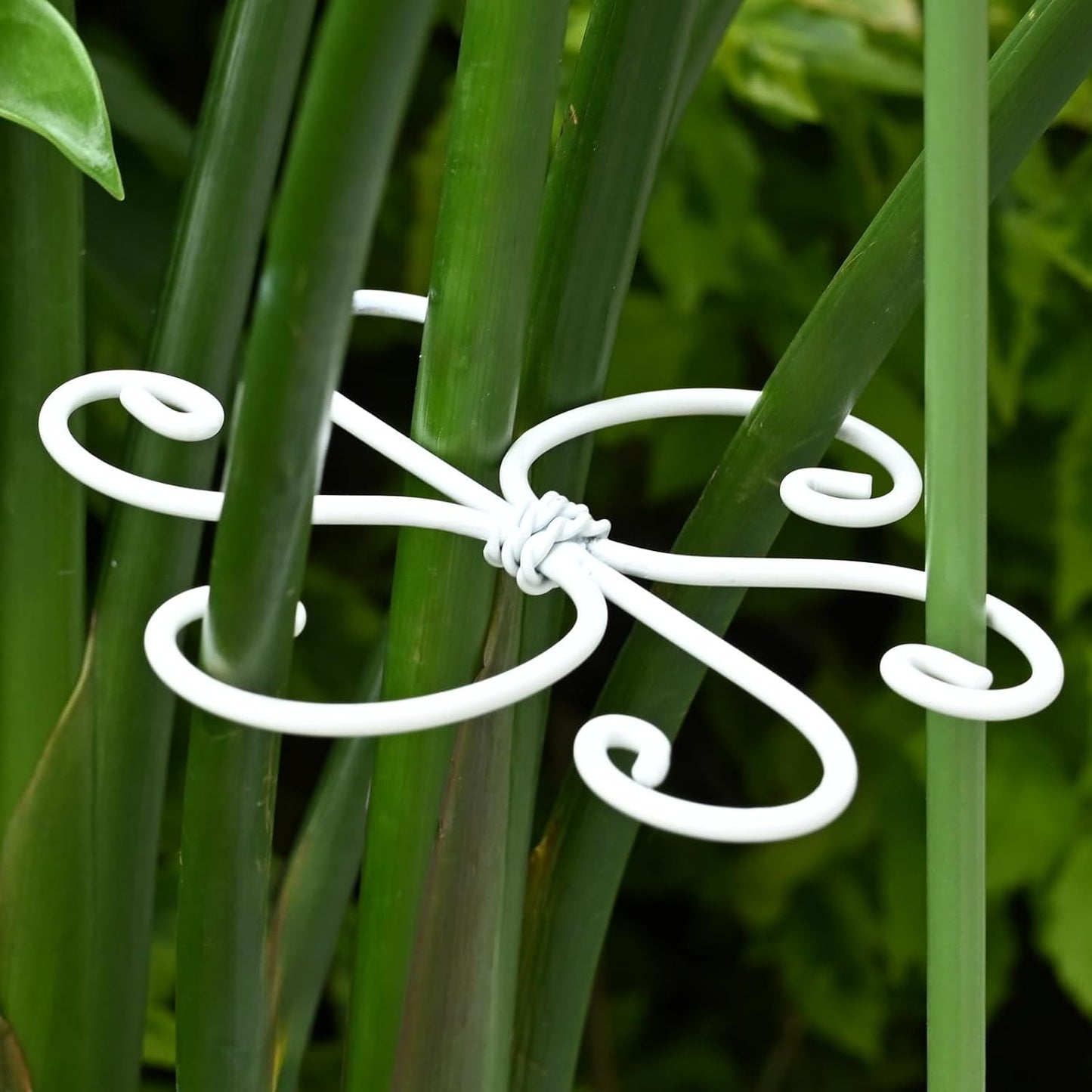 Yohsnor Monstera Plant Stem Support System - 5 Piece Set (5.5x4.7in) | Durable Plant Support Stakes for Climbing Plants & Fishbone Cactus | Ideal Leaf Stabilizer for Indoor Plants & Monstera Care