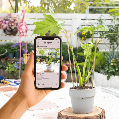 10 Pack Indoor Plant Support for Monstera Trellis Stakes and Stem Holder - Perfect for Small Indoor Plants, Desktop Gardens & Flower Shelf Use, Easy to Set Up and Efficient Support