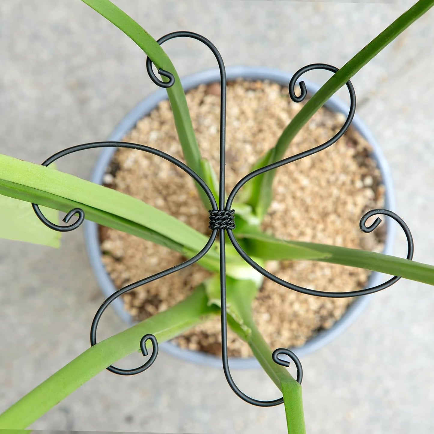 Yohsnor Monstera Plant Stem Support System - 5 Piece Set (5.5x4.7in) | Durable Plant Support Stakes for Climbing Plants & Fishbone Cactus | Ideal Leaf Stabilizer for Indoor Plants & Monstera Care
