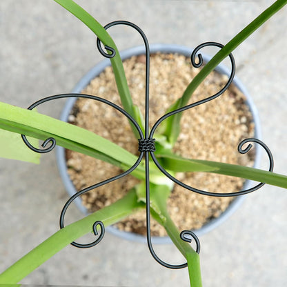 Yohsnor Monstera Plant Stem Support System - 5 Piece Set (5.5x4.7in) | Durable Plant Support Stakes for Climbing Plants & Fishbone Cactus | Ideal Leaf Stabilizer for Indoor Plants & Monstera Care