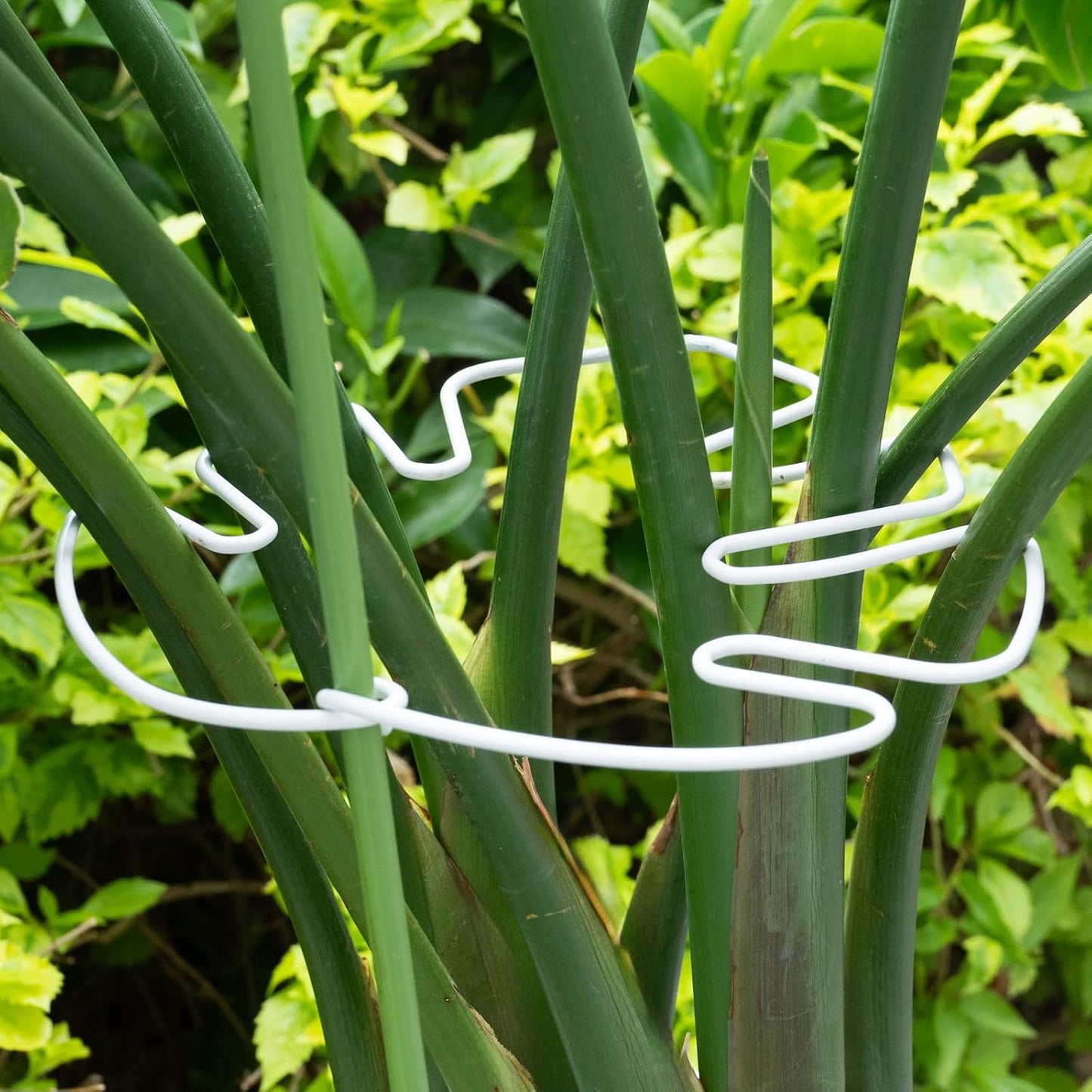 Yohsnor Monstera Plant Stem Support System - 5 Piece Set (5.5x4.7in) | Durable Plant Support Stakes for Climbing Plants & Fishbone Cactus | Ideal Leaf Stabilizer for Indoor Plants & Monstera Care