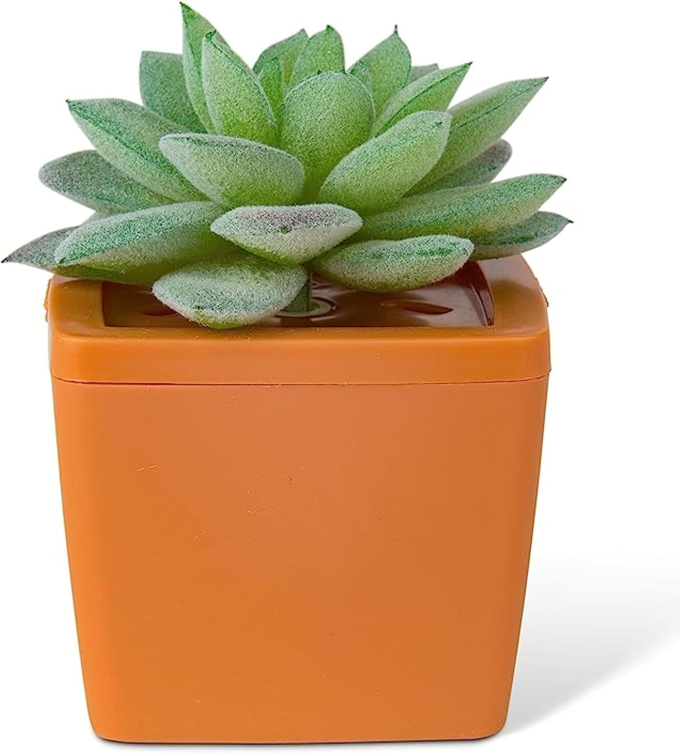 ZendoZones Succulent Fruit Fly Trap – Tranquil Tabitha Design with Terracotta Base – Eco-Friendly Indoor Fruit Fly Control – Easy-to-Use Decorative Trap