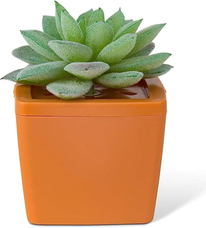 ZendoZones Succulent Fruit Fly Trap – Tranquil Tabitha Design with Terracotta Base – Eco-Friendly Indoor Fruit Fly Control – Easy-to-Use Decorative Trap