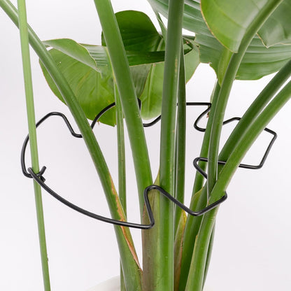 Yohsnor Monstera Plant Stem Support System - 5 Piece Set (5.5x4.7in) | Durable Plant Support Stakes for Climbing Plants & Fishbone Cactus | Ideal Leaf Stabilizer for Indoor Plants & Monstera Care