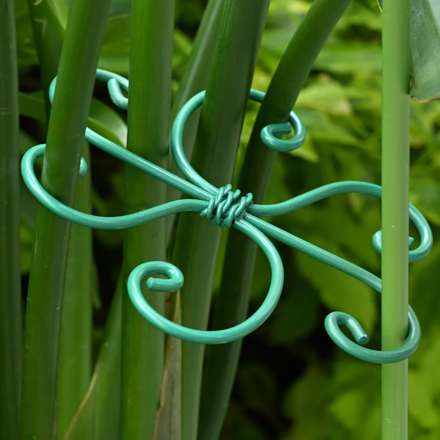 Yohsnor Monstera Plant Stem Support System - 5 Piece Set (5.5x4.7in) | Durable Plant Support Stakes for Climbing Plants & Fishbone Cactus | Ideal Leaf Stabilizer for Indoor Plants & Monstera Care