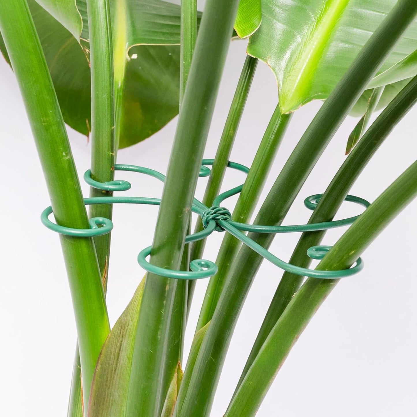 Yohsnor Monstera Plant Stem Support System - 5 Piece Set (5.5x4.7in) | Durable Plant Support Stakes for Climbing Plants & Fishbone Cactus | Ideal Leaf Stabilizer for Indoor Plants & Monstera Care
