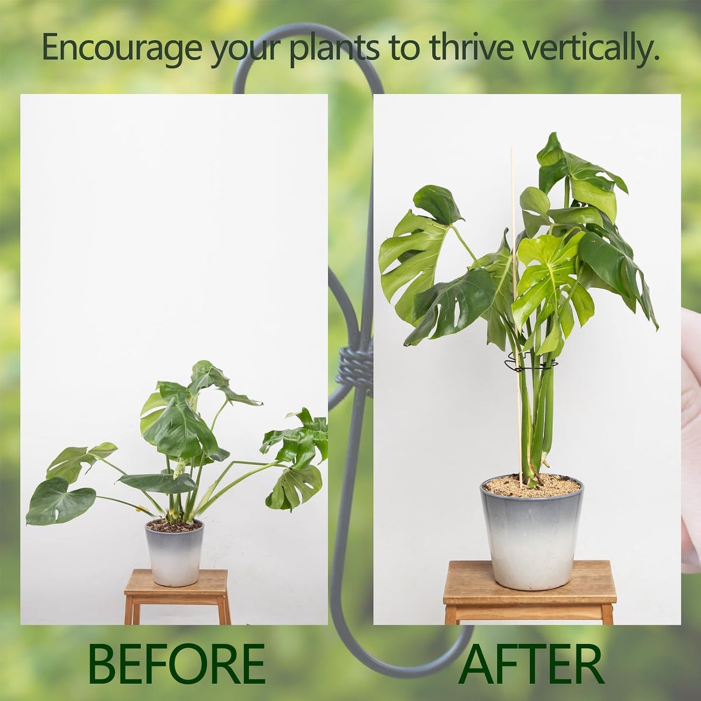 Yohsnor Monstera Plant Stem Support System - 5 Piece Set (5.5x4.7in) | Durable Plant Support Stakes for Climbing Plants & Fishbone Cactus | Ideal Leaf Stabilizer for Indoor Plants & Monstera Care