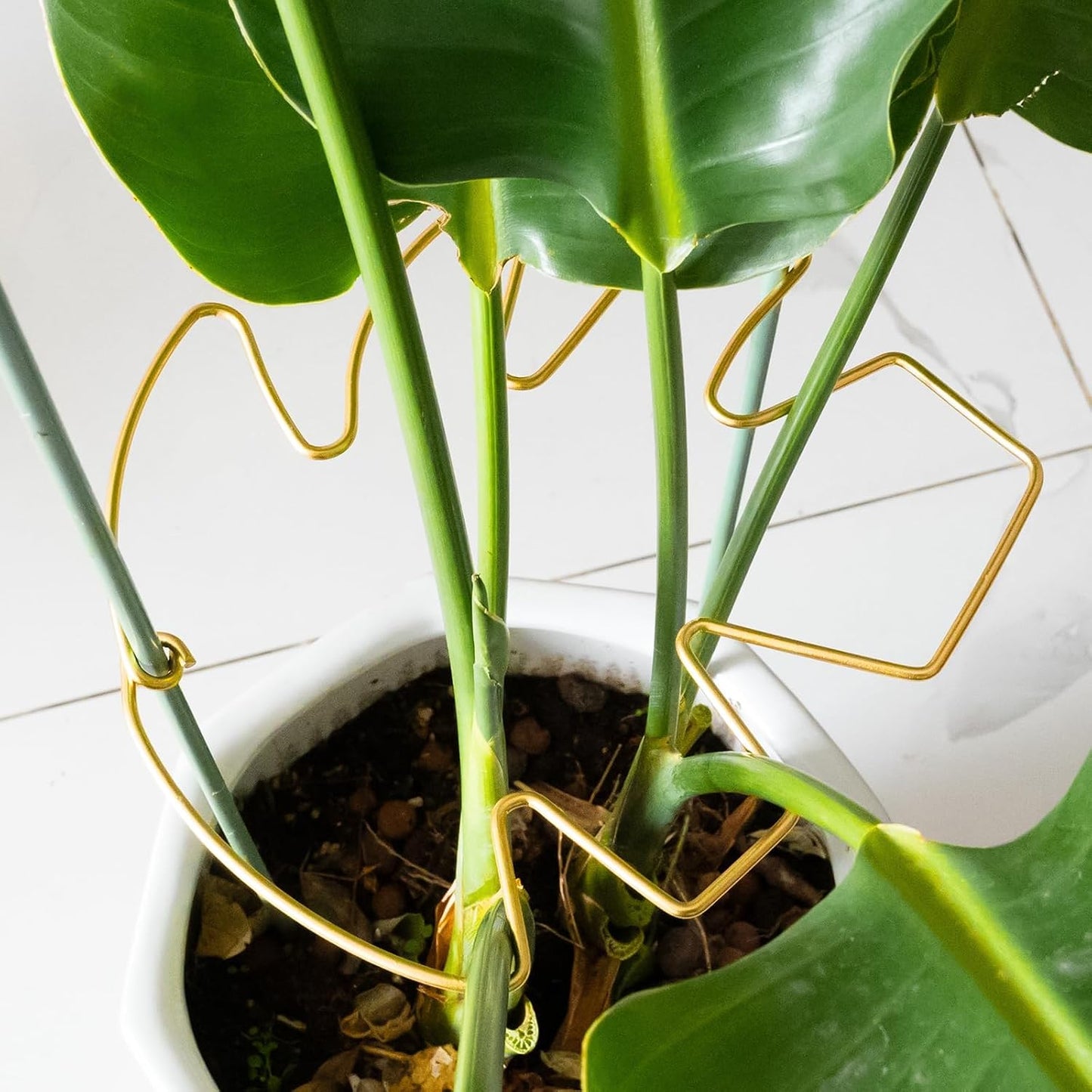 Yohsnor Monstera Plant Stem Support System - 5 Piece Set (5.5x4.7in) | Durable Plant Support Stakes for Climbing Plants & Fishbone Cactus | Ideal Leaf Stabilizer for Indoor Plants & Monstera Care