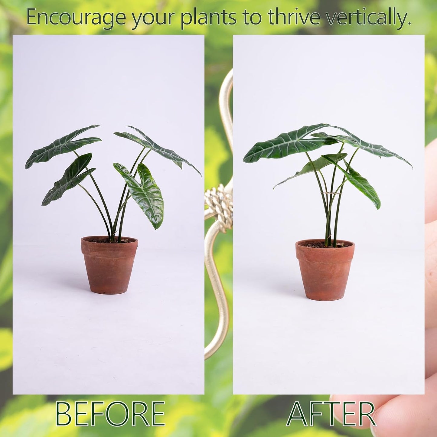 Yohsnor Monstera Plant Stem Support System - 5 Piece Set (5.5x4.7in) | Durable Plant Support Stakes for Climbing Plants & Fishbone Cactus | Ideal Leaf Stabilizer for Indoor Plants & Monstera Care