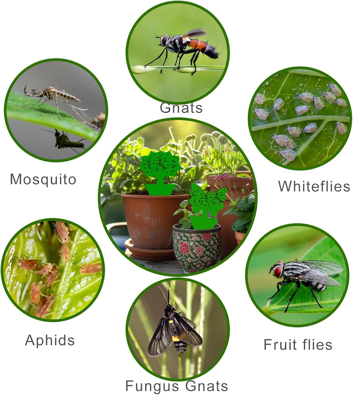 Fruit Fly Traps, 100 Pack Yellow Sticky Traps, Fungus Gnat Traps, Plant Fly Stickers for Indoor and Outdoor Use Protect The Plant