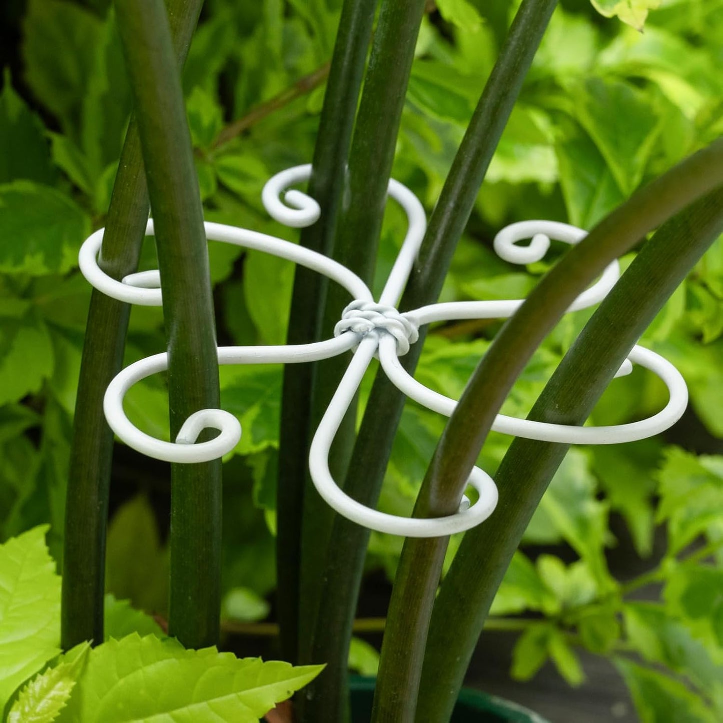 Yohsnor Monstera Plant Stem Support System - 5 Piece Set (5.5x4.7in) | Durable Plant Support Stakes for Climbing Plants & Fishbone Cactus | Ideal Leaf Stabilizer for Indoor Plants & Monstera Care