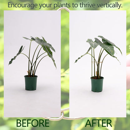 Yohsnor Monstera Plant Stem Support System - 5 Piece Set (5.5x4.7in) | Durable Plant Support Stakes for Climbing Plants & Fishbone Cactus | Ideal Leaf Stabilizer for Indoor Plants & Monstera Care