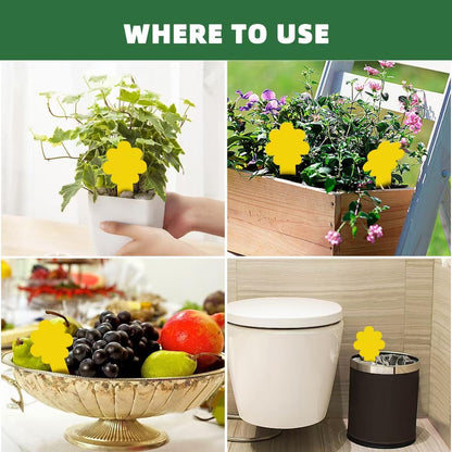 Sticky Yellow Fungus Gnat Traps, Easier to Use, No Touching Glue Or Bugs, Targets Species for Gnat, Fruit Fly & Pests, Thoughtfully Designed, High Capture Rate, Kid & Pet Safe, 36 Traps