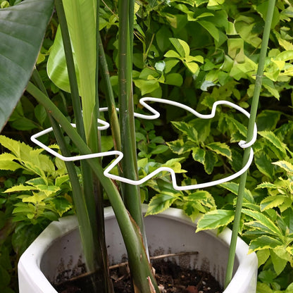 Yohsnor Monstera Plant Stem Support System - 5 Piece Set (5.5x4.7in) | Durable Plant Support Stakes for Climbing Plants & Fishbone Cactus | Ideal Leaf Stabilizer for Indoor Plants & Monstera Care