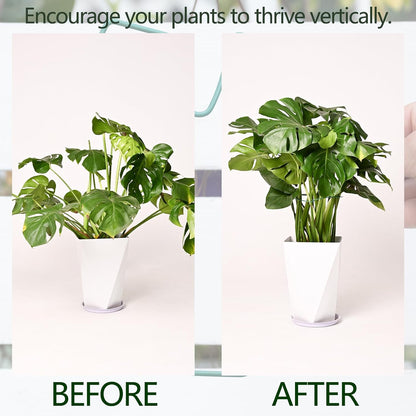 Yohsnor Monstera Plant Stem Support System - 5 Piece Set (5.5x4.7in) | Durable Plant Support Stakes for Climbing Plants & Fishbone Cactus | Ideal Leaf Stabilizer for Indoor Plants & Monstera Care