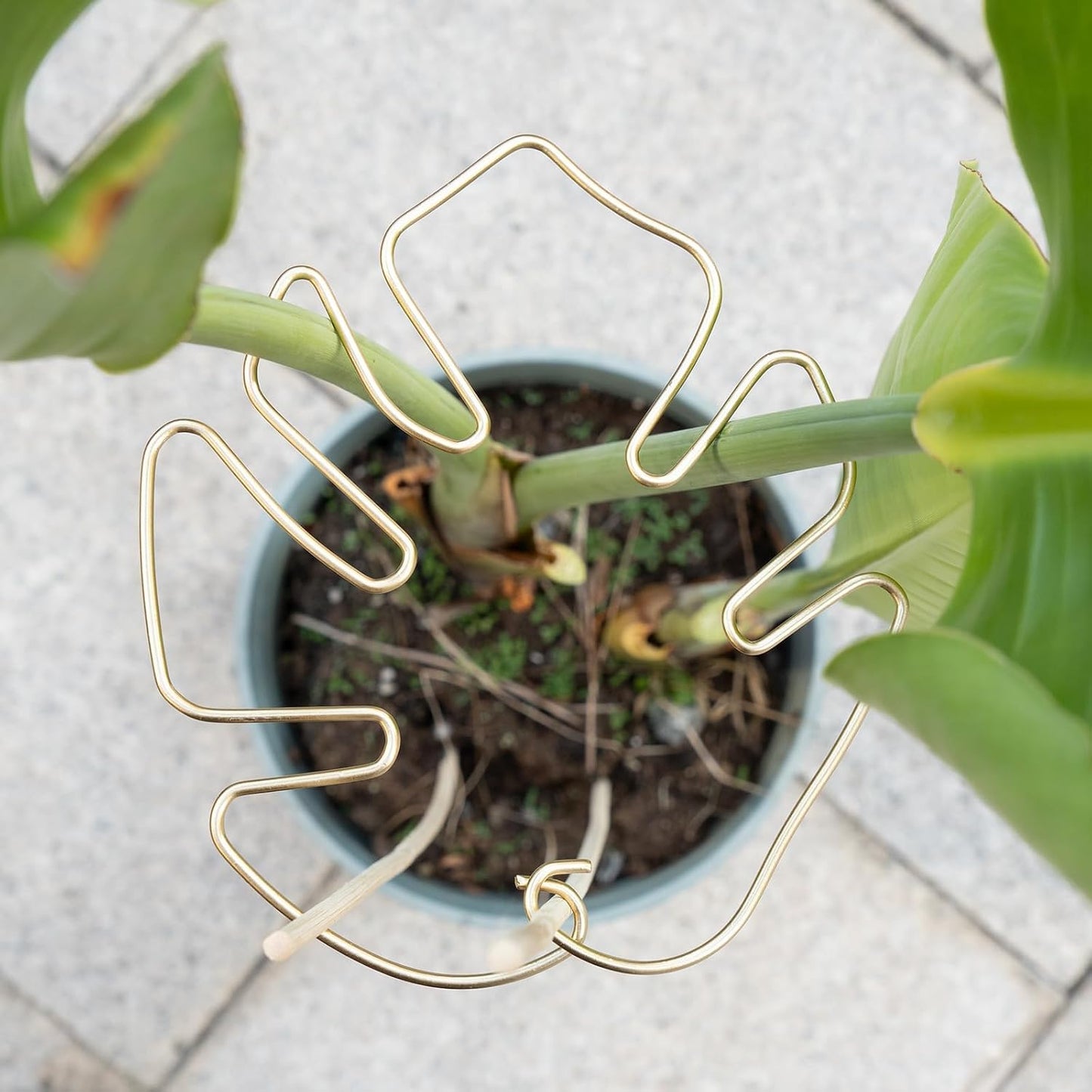 Yohsnor Monstera Plant Stem Support System - 5 Piece Set (5.5x4.7in) | Durable Plant Support Stakes for Climbing Plants & Fishbone Cactus | Ideal Leaf Stabilizer for Indoor Plants & Monstera Care
